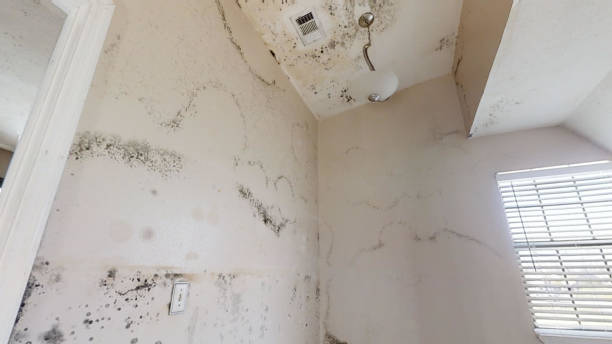 Best Basement Mold Removal  in Windcrest, TX