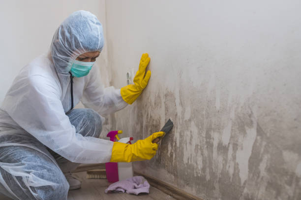 Best Asbestos and Lead Testing During Mold Inspection  in Windcrest, TX