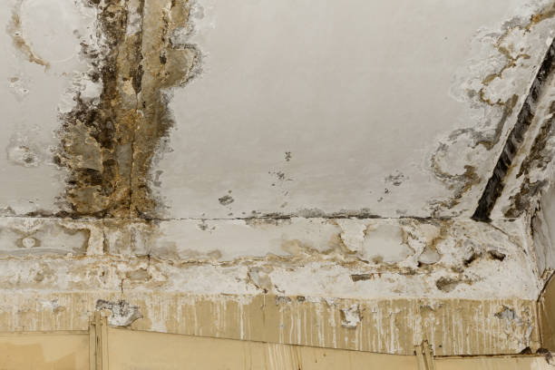 Best HVAC Mold Inspection and Cleaning  in Windcrest, TX