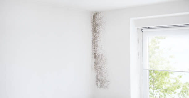 Biohazard Mold Removal in Windcrest, TX