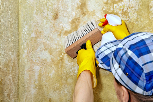 Mold Removal for HVAC Installations in Windcrest, TX