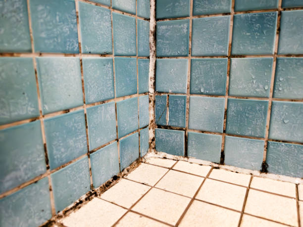 Best Airborne Mold Testing  in Windcrest, TX