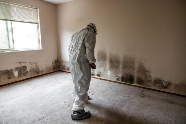 Best Attic Mold Removal  in Windcrest, TX