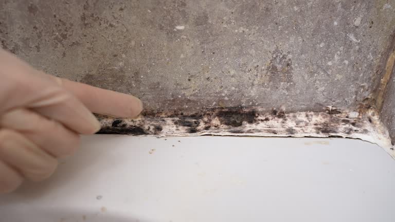 Best Post-Construction Mold Inspection  in Windcrest, TX