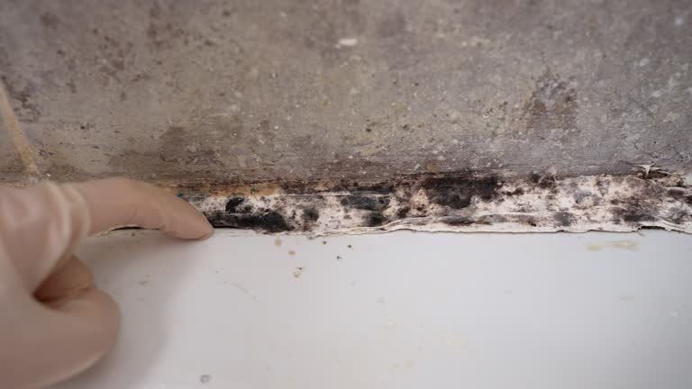 Best Biohazard Mold Removal  in Windcrest, TX